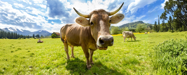 Ce que la certification biologique signifie réellement