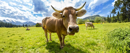 Ce que la certification biologique signifie réellement