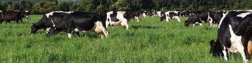 Que signifie grass-fed et quels sont les bienfaits pour la santé ?