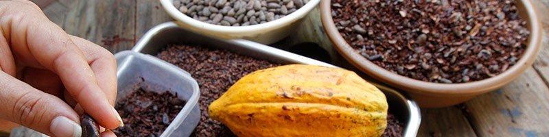 Les bienfaits de la consommation de cacao